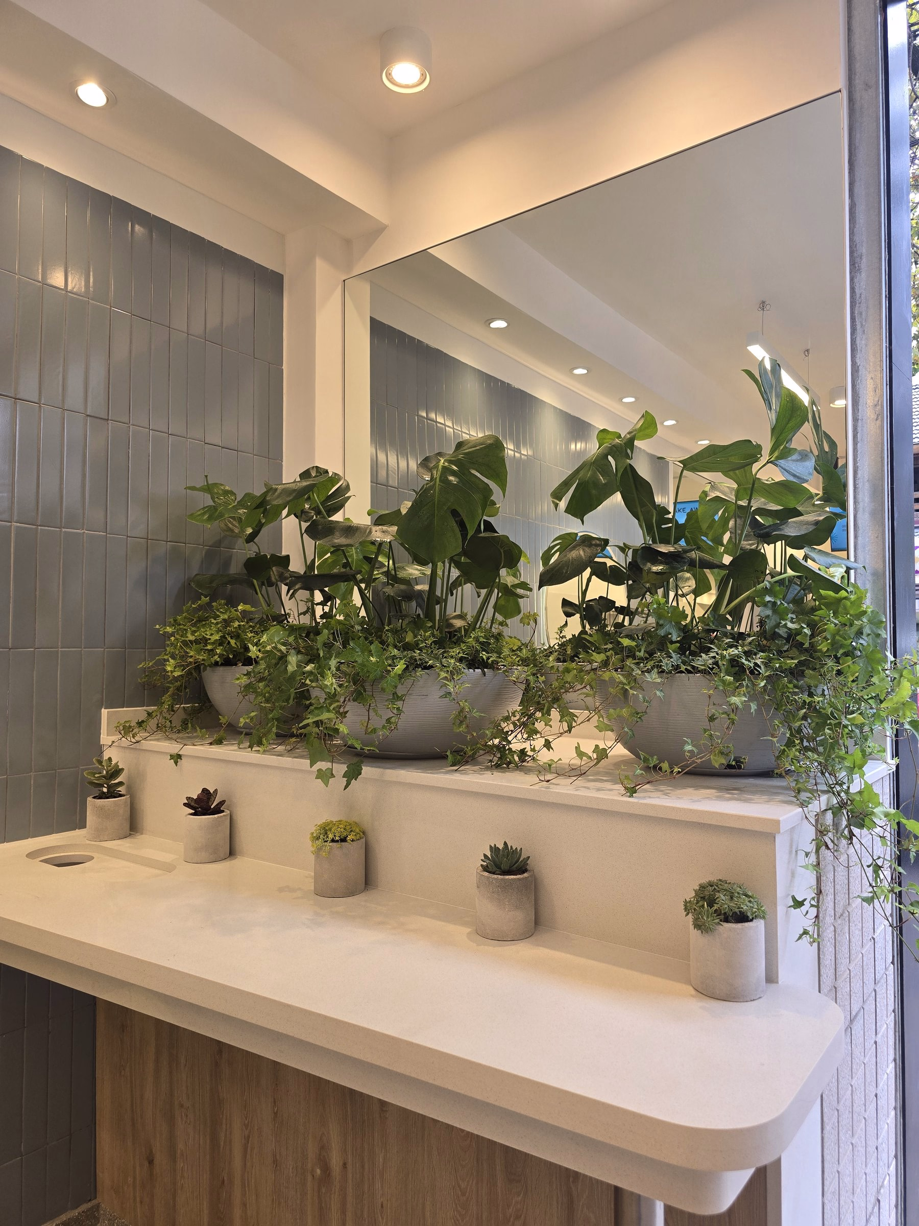 Jardinera de El Topo II sobre el mostrador, con plantas y espejo hacia la calle
